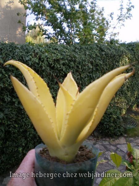 Agave.jpg