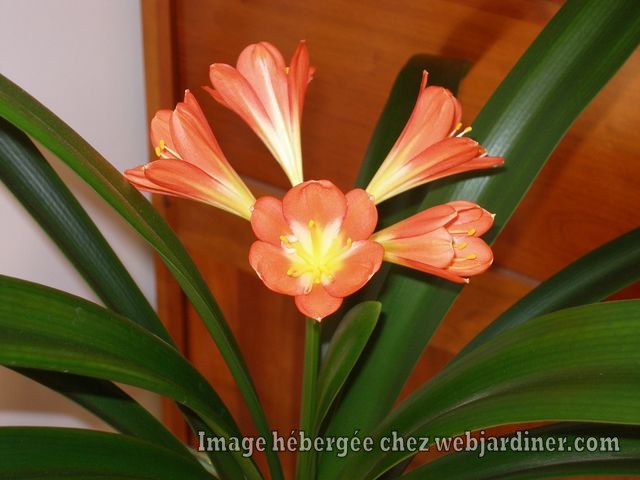 Clivia.jpg