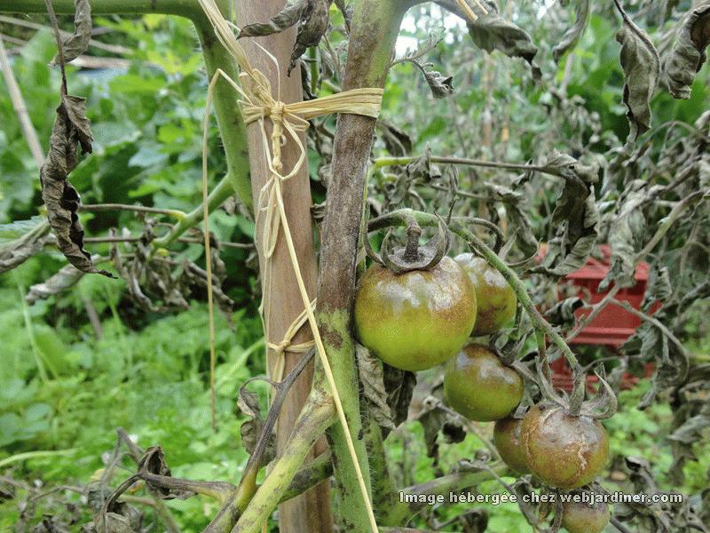 maladie pied de tomate