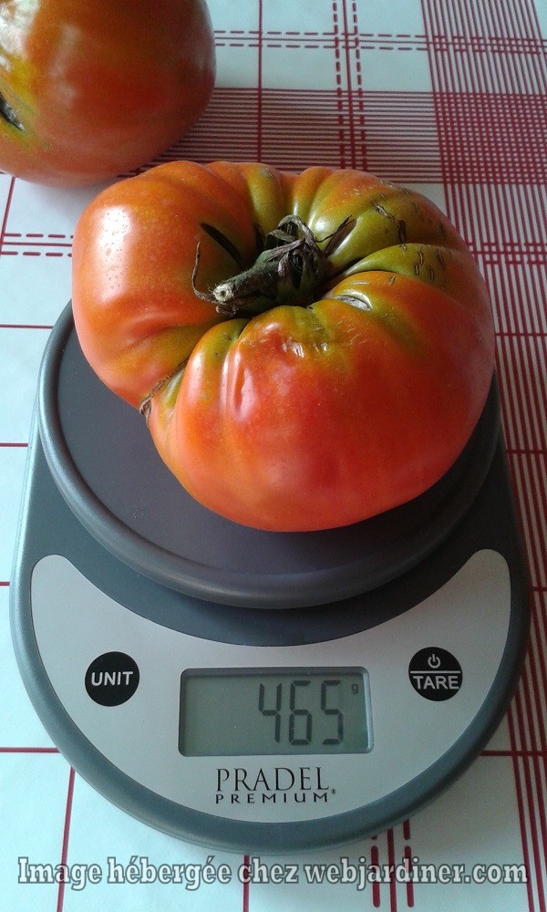 tomates004.jpg