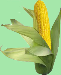 Le maïs