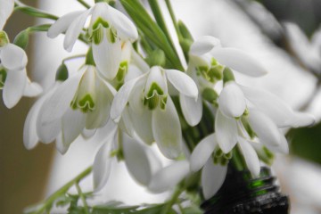 Perce-neige - Galenthus nivalis