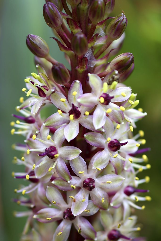 Fleur ananas